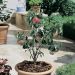 Poirier nain GARDEN GEM ® Pyred