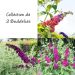 Collection de 3 Buddleias, Arbres aux papillons ou Buddleja davidii
