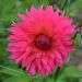 Dahlia décoratif Pink Punk