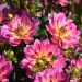 Dahlia buisson Profusion