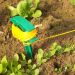 Cordeau de jardin