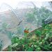 Biocontrol filet anti-insectes