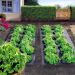 Film paillage TERRAFILM BIO