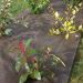 Toile de paillage tissée