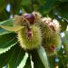 Châtaignier ou Castanea sativa 'Marigoule'