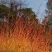 Cornus sanguinea Anny's Winter Orange - Cornouiller sanguin