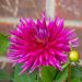 Dahlia cactus à grandes fleurs Purple Gem