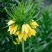 Fritillaire imperialis Lutea - Couronne impériale