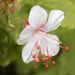 Géranium vivace Spessart