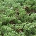 Genévrier horizontal - Juniperus horizontalis Prince Of Wales