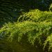 Juniperus Media Pfitzeriana Aurea