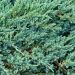 Juniperus squamata Blue Carpet - Genévrier écailleux                  