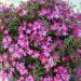 Rosier Fête des Mères - Rosa (x) polyantha
