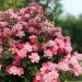 Rosier Fête des Mères - Rosa (x) polyantha