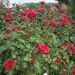 Rosier à fleurs groupées Red Leonardo da Vinci