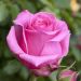 Rosier Auguste Renoir ® Meitoifar