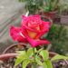 Rosier à grandes fleurs Poseidon®