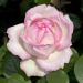 Rosier à grandes fleurs Honore de Balzac ®
