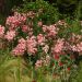 Rosier paysager Mozart