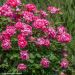 Rosier paysager Pink Double KNOCK OUT ® Radtkopink