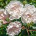 Rosier Couvre-sol Swany - Rosa x couvre-sol Meiburenac