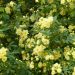 Rosier grimpant liane Banks Lutea
