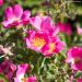 Rosier paysager FRIENDLY ® Purple Meicosme