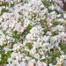 Rosier paysager CHAMPS ELYSEES ® Meiplumty