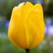 Tulipe Darwin Golden Apeldoorn