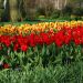 Tulipe botanique Showwinner