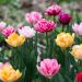 Tulipes doubles tardives en mélange