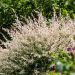 Saule Crevette