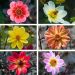 Dahlias nains à feuillage pourpre en mélange