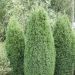Faux cyprès de Lawson d’Ellwood ou Chamaecyparis lawsoniana ‘Ellwoodii’