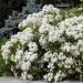Oranger du Mexique ou Choisya ternata ‘Aztec Pearl’