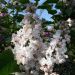 Lilas double parfumé Belle de Moscou, arbustes Meilland Richardier