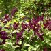 Clématite ou Clematis viticella 'Black Prince'