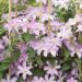 Clématite ou Clematis X 'Comtesse de Bouchaud' Meilland Richardier