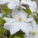 Clématite ou Clematis X ‘Mme Lecoultre’ Meilland Richardier
