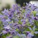 Clématite integrifolia BLUE RIVER ® ‘Zoblueriver’ Meilland Richardier