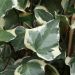 Lierre d'Alger panaché ou Hedera algeriensis 'Gloire de Marengo' Meilland Richardier