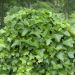 Lierre d'Irlande, Hedera helix 'Hibernica' Meilland Richardier