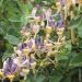 Chèvrefeuille, Lonicera periclymenum CAPRILIA ® Ever ‘Inov42’