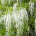 Glycine du Japon ou Wisteria floribunda 'Alba' Meilland Richardier