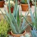 Aloe vera, succulente Meilland Richardier