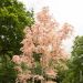 Cedrela sinensis 'Flamingo', arbuste Meilland Richardier
