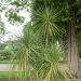 Cordyline australis Meilland Richardier