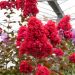 Lagerstroemia DYNAMITE Whit II, arbustes à fleurs Meilland Richardier