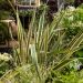 Phormium tenax 'Variegatum', méditerranéenne Meilland Richardier