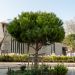 Pin parasol, Pinus pinea Meilland Richardier